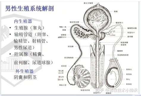 男生生殖器照片|Image:男性生殖器官